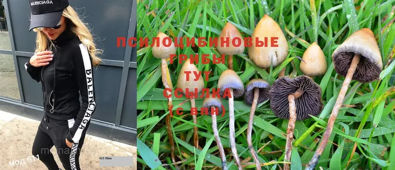 Галлюциногенные грибы Psilocybe  мега рабочий сайт  Бронницы 